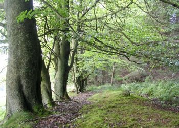 Beech Trees In Barhill Wood Geograph.Org .Uk 2 at Laggan Life